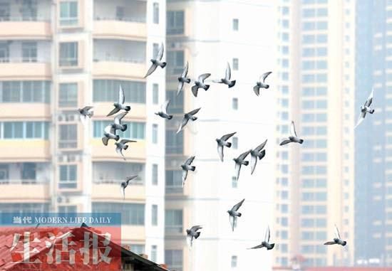 1 鸽子在屋顶自由自在地飞翔