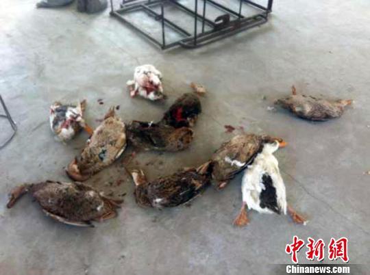 吉林一村庄疑似“狼”出没数十只鸭子遇袭（图）