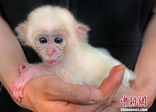湖北宜昌诞生疑似罕见白化猕猴 引围观拍照(图)
