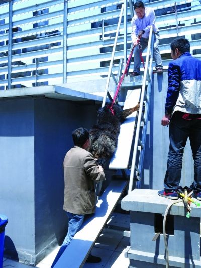 众人将麻醉后的藏獒抬下楼。