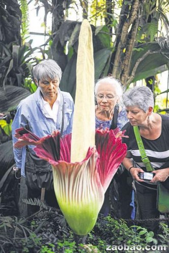 最臭“尸花”开放十年一次引上千游客围观(图)