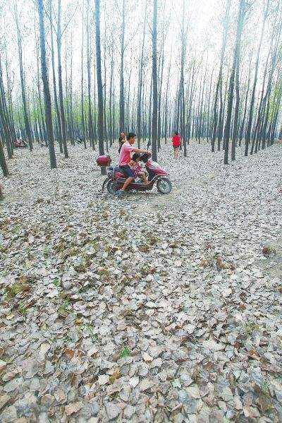 平顶山大旱 为解禾苗干渴村民夜宿地头