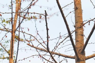 郑州部分生态廊道银杏现枯叶现象 被指种得太密