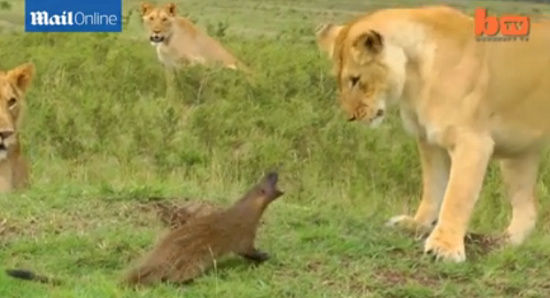 体型小巧的獴竟然不怕迎战4只狮子,不但成功避开狮子的攻击,更“反客为主”向对方吼叫,让狮子霸气尽失。