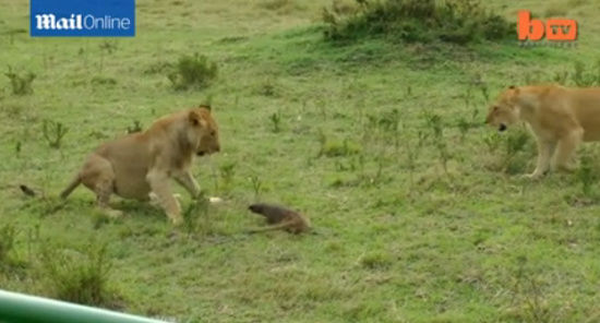 小小的獴竟然毫不害怕万兽之王,不但勇敢地正面迎战,更成功咬了一只狮子的鼻子。