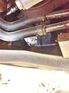 楚天都市报讯 （记者刘利鹏）顽皮小猫钻进了发动机舱，奥迪车主请修车工拆开发动机舱，将小猫救出。昨日，车主李小姐说，小猫也是一条生命，这样做值得。