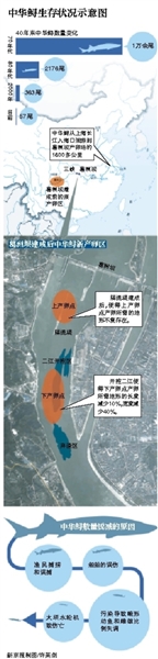 野生中华鲟濒危调查