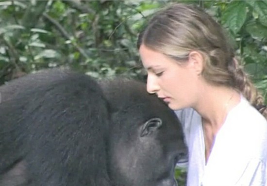 分别12年后再度重逢 英国女子与大猩猩深情相拥