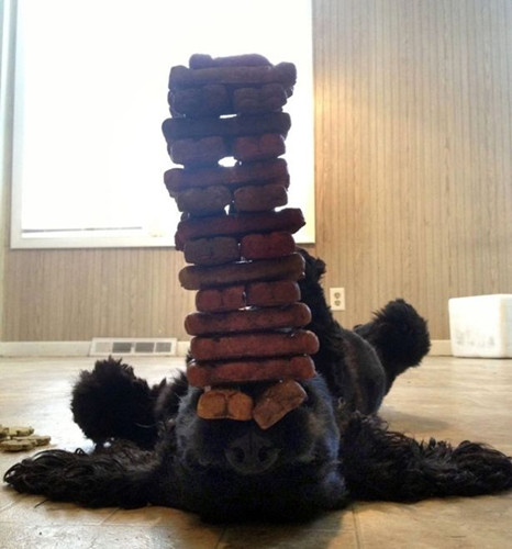 视频截图：这只小可卡可以用鼻子顶着一堆饼干保持平衡，这对普通的小狗来说已经是无法容忍的事情，食物就在眼前却不能吃。