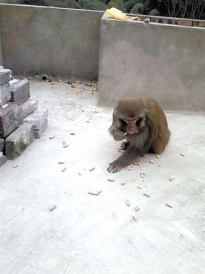 野猴来院坝做客 最爱吃花生
