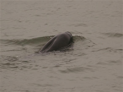 发情的江豚在寻找配偶。
